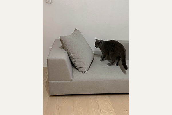 ペットとソファのある暮らし | ソファ専門店FLANNEL SOFA