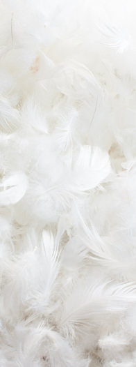 国産羽毛をたっぷり使用した背クッションのフェザー