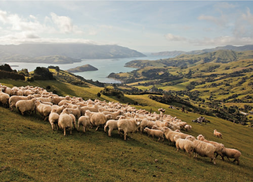 暖かいニュージランドで放牧される羊